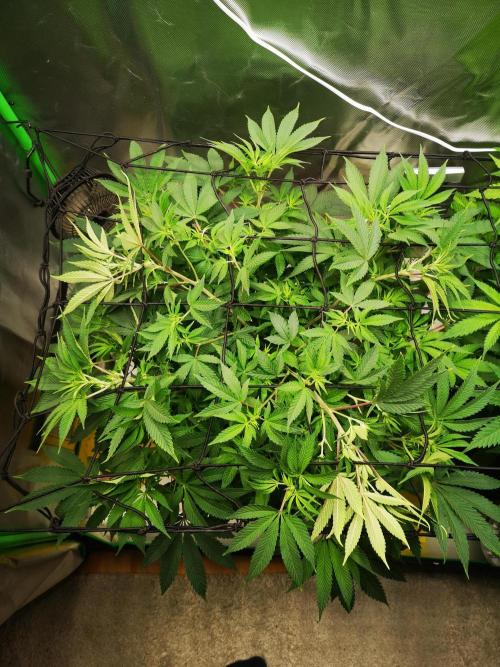 Hyper Vyper & Gulupa. Week 8