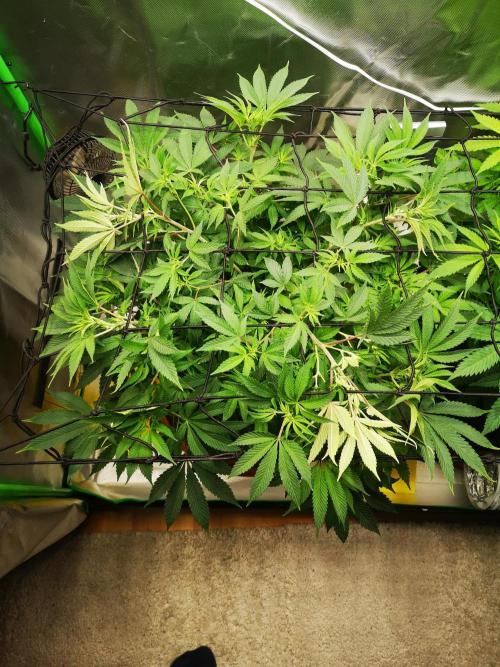 Hyper Vyper & Gulupa. Week 8