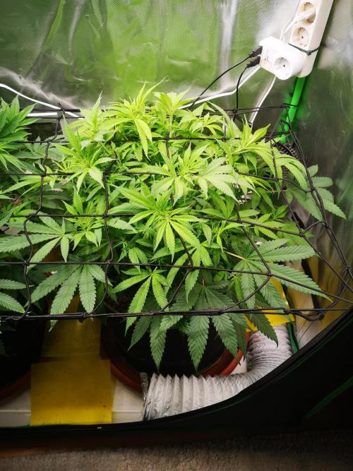 Hyper Vyper & Gulupa. Week 8