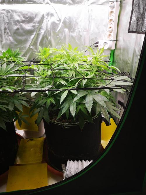 Hyper Vyper & Gulupa. Week 8