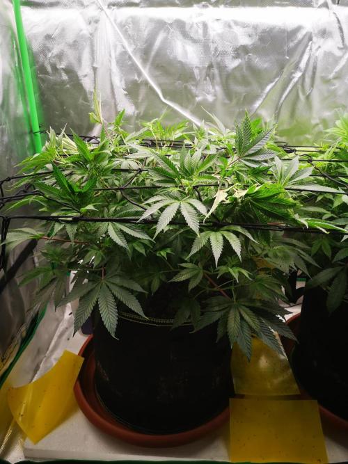 Hyper Vyper & Gulupa. Week 8