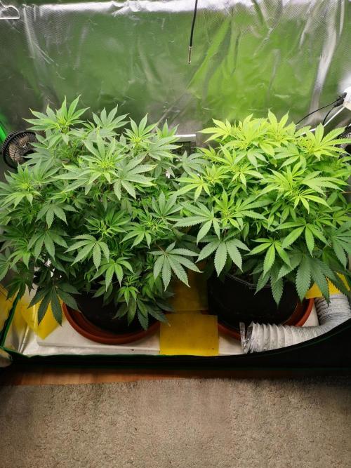 Hyper Vyper & Gulupa. Week 8