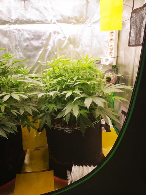 Hyper Vyper & Gulupa. Week 8