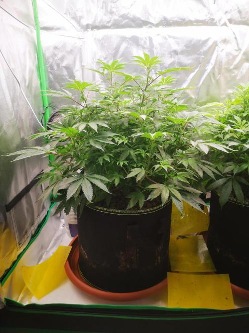 Hyper Vyper & Gulupa. Week 8