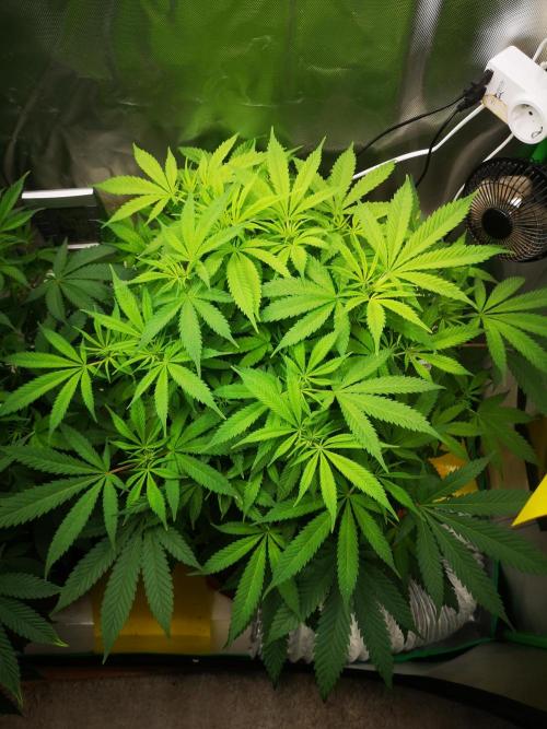 Hyper Vyper & Gulupa. Week 8