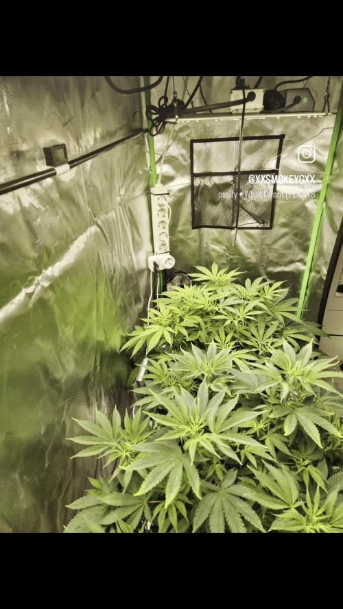 Hyper Vyper & Gulupa