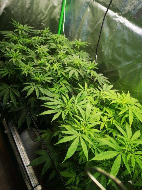 Hyper Vyper & Gulupa. Week 9