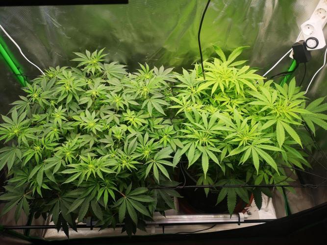 Hyper Vyper & Gulupa. Week 9