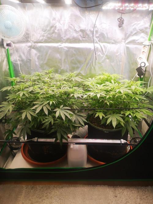 Hyper Vyper & Gulupa. Week 9