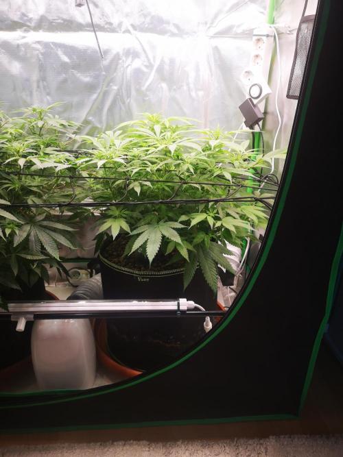 Hyper Vyper & Gulupa. Week 9