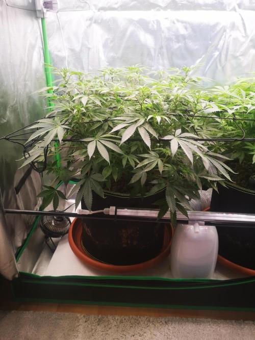 Hyper Vyper & Gulupa. Week 9