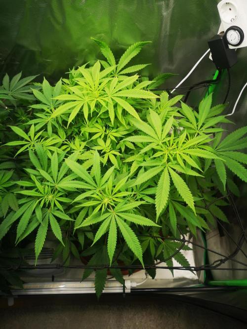 Hyper Vyper & Gulupa. Week 9