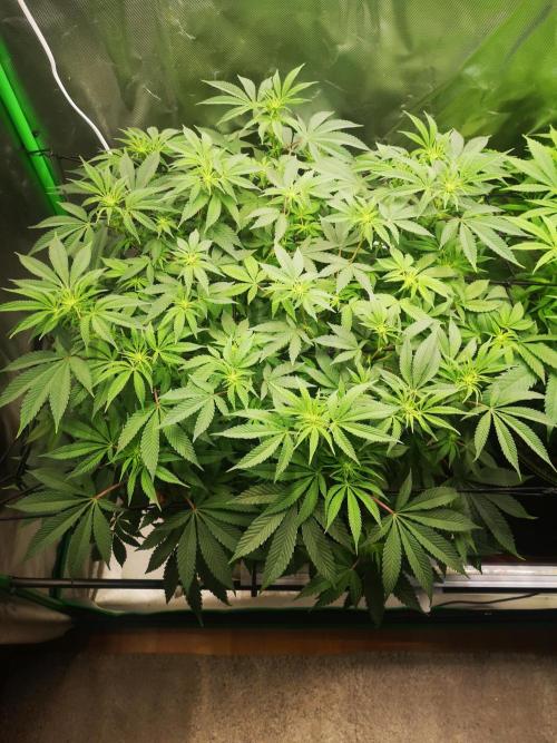 Hyper Vyper & Gulupa. Week 9