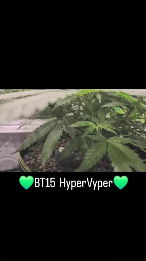 Hyper Vyper & Gulupa