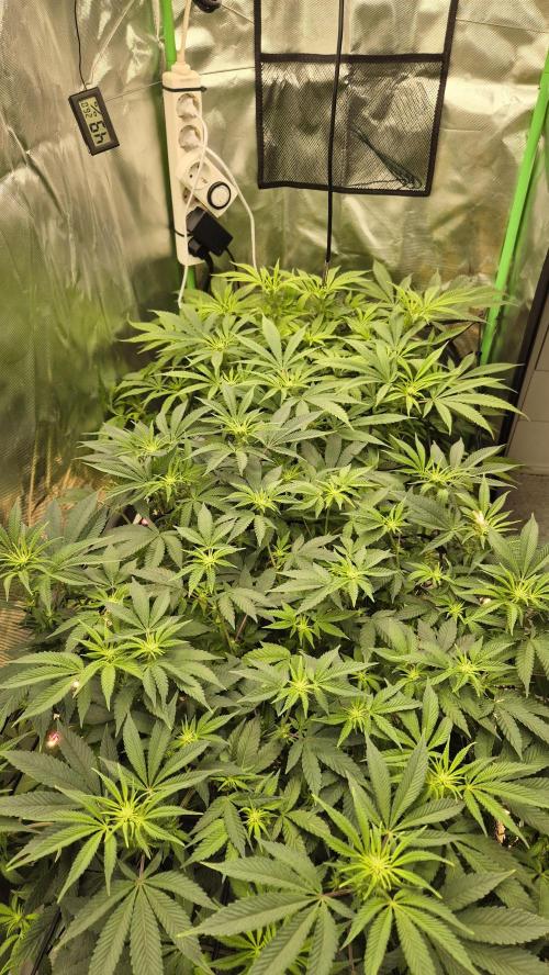 Hyper Vyper & Gulupa. Week 9