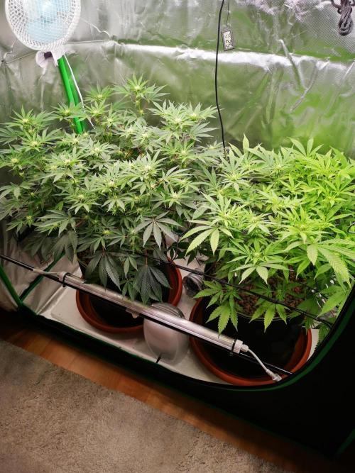 Hyper Vyper & Gulupa. Week 10