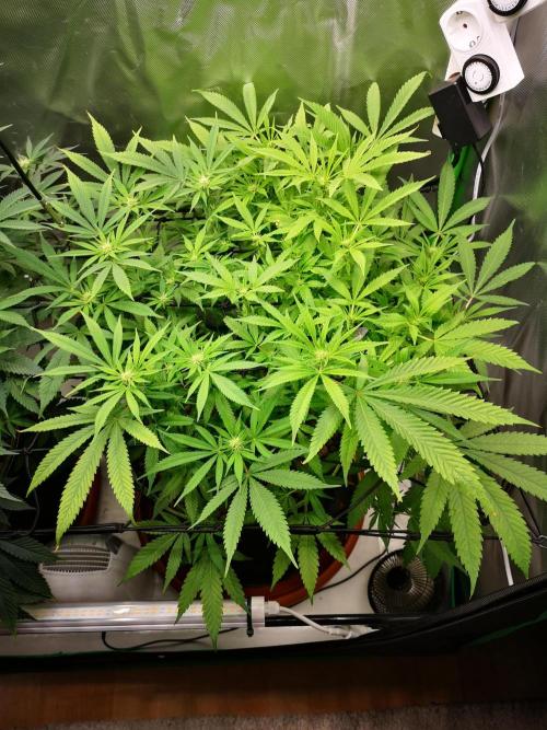 Hyper Vyper & Gulupa. Week 10