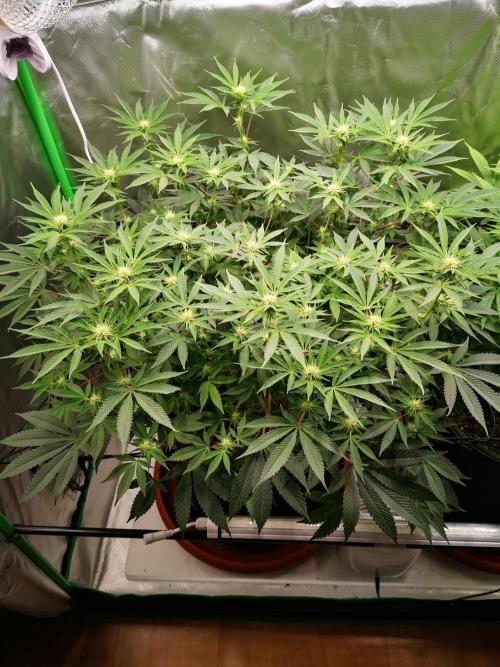 Hyper Vyper & Gulupa. Week 10