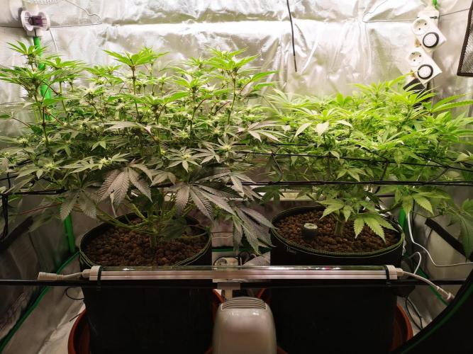 Hyper Vyper & Gulupa. Week 10