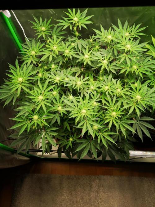 Hyper Vyper & Gulupa. Week 10