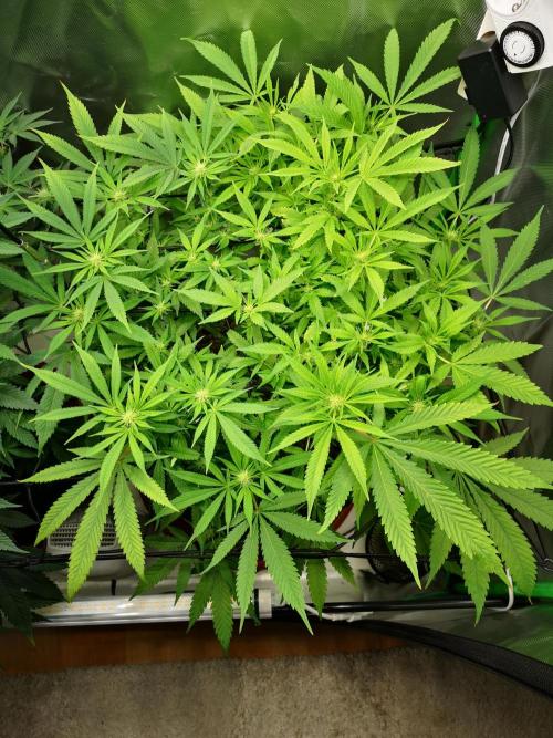 Hyper Vyper & Gulupa. Week 10