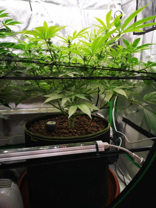 Hyper Vyper & Gulupa. Week 10