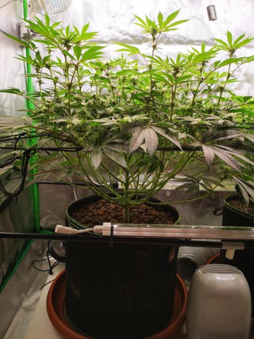 Hyper Vyper & Gulupa. Week 10