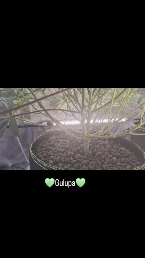 Hyper Vyper & Gulupa