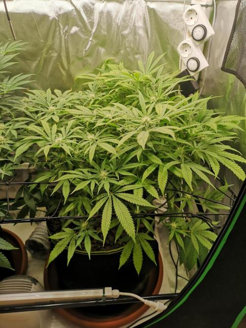 Hyper Vyper & Gulupa. Week 11