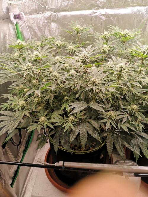 Hyper Vyper & Gulupa. Week 11