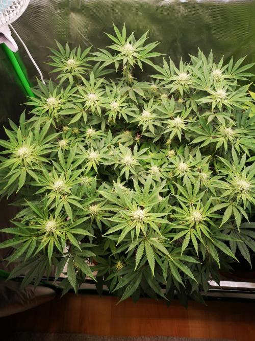 Hyper Vyper & Gulupa. Week 11