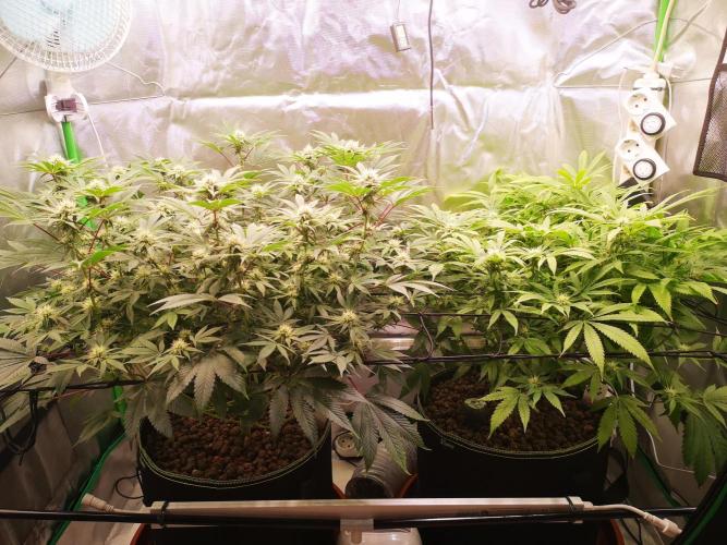 Hyper Vyper & Gulupa. Week 11