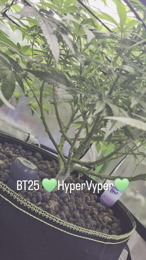Hyper Vyper & Gulupa