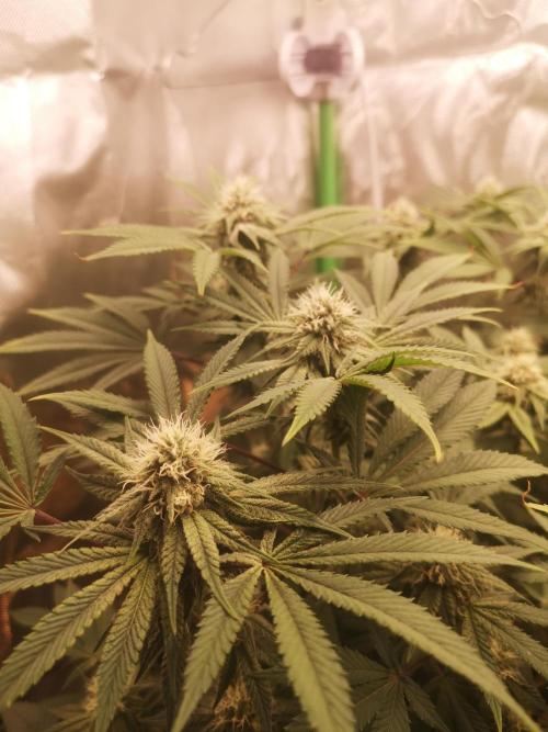 Hyper Vyper & Gulupa. Week 12