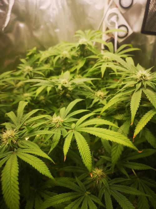 Hyper Vyper & Gulupa. Week 12