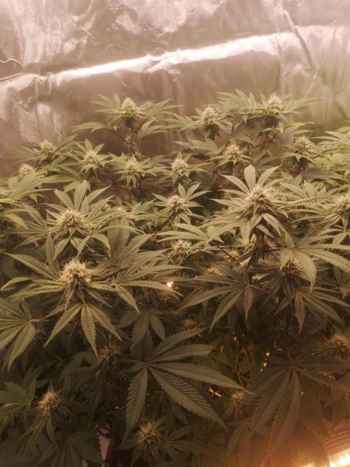 Hyper Vyper & Gulupa. Week 12