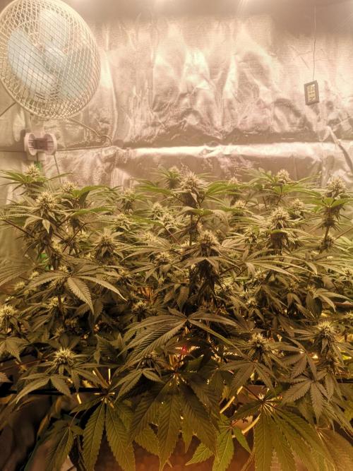 Hyper Vyper & Gulupa. Week 12