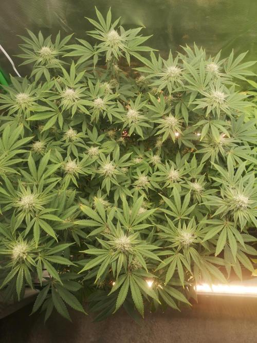 Hyper Vyper & Gulupa. Week 12