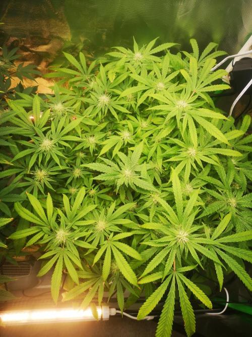 Hyper Vyper & Gulupa. Week 12