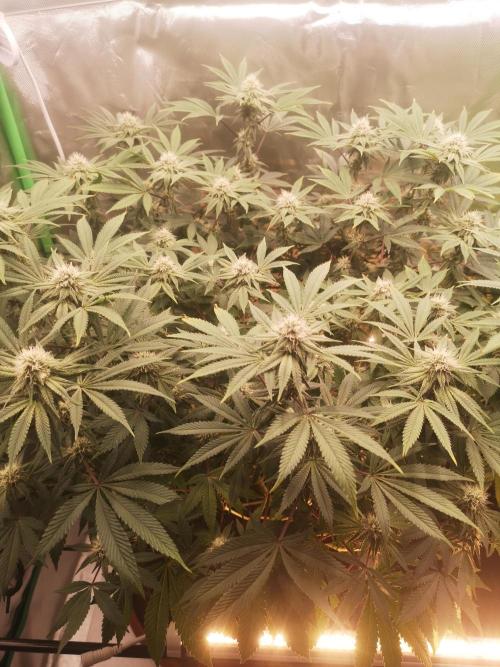 Hyper Vyper & Gulupa. Week 12