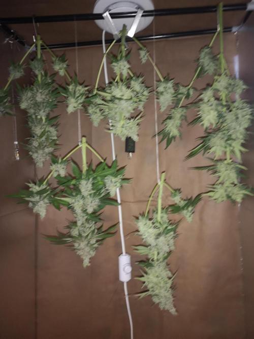 Candy Rain. Week 16