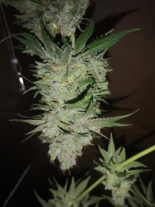 Candy Rain. Week 16
