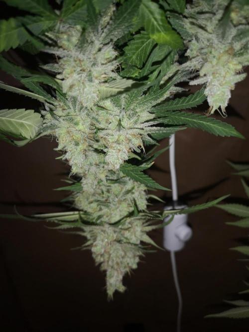 Candy Rain. Week 16