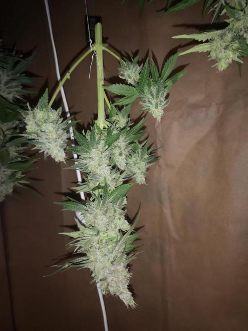 Candy Rain. Week 16