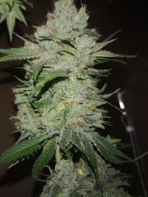 Candy Rain. Week 16