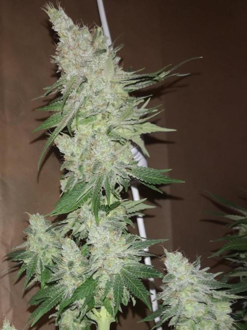Candy Rain. Week 16