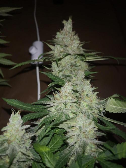 Candy Rain. Week 16