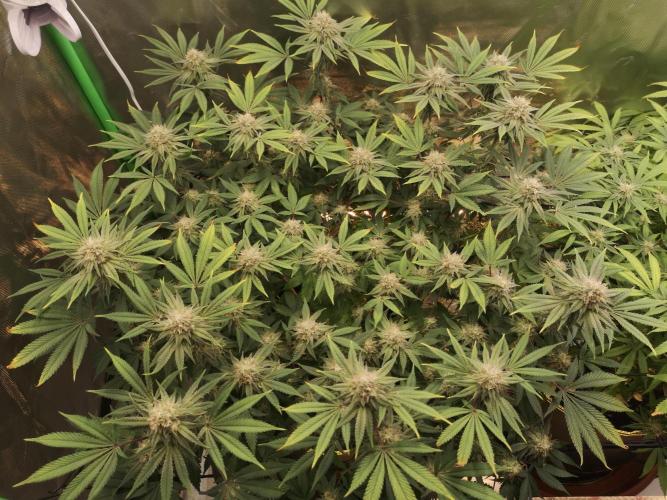 Hyper Vyper & Gulupa. Week 13