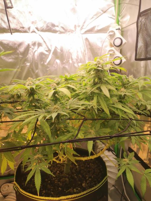 Hyper Vyper & Gulupa. Week 13