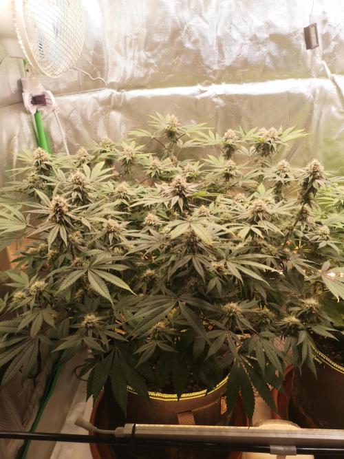 Hyper Vyper & Gulupa. Week 13